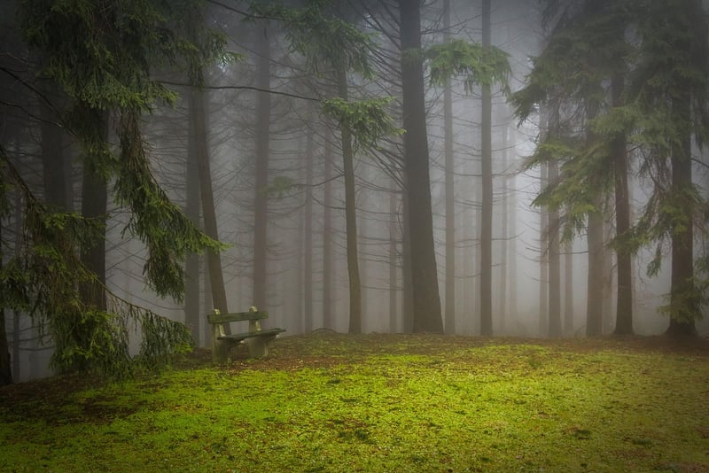 Forest clearings