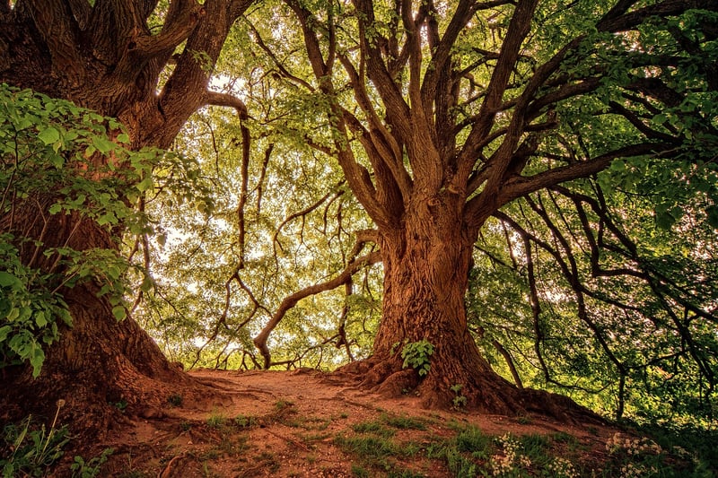 Enchanted Forest Clearing
